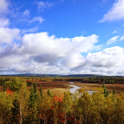 bog view